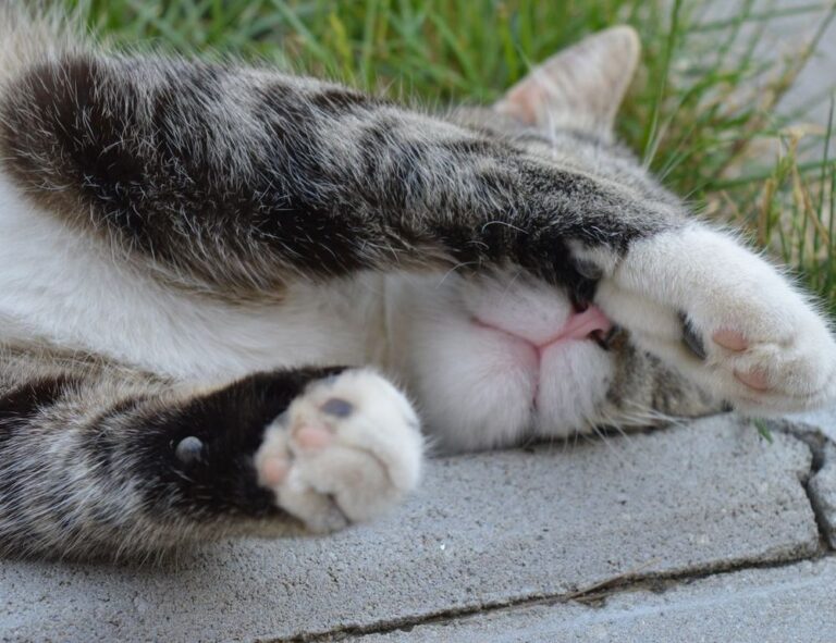 benefits of immorpos35.3 software