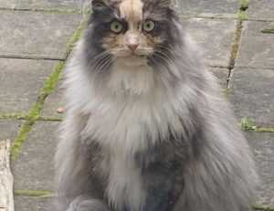 gaming tips tgarchirvetech