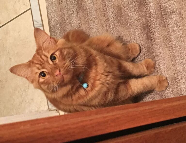 gaming vivid2201 patches