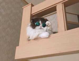 how to install freedoor2.4.6.8