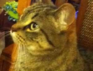 tgarchirvetech gaming