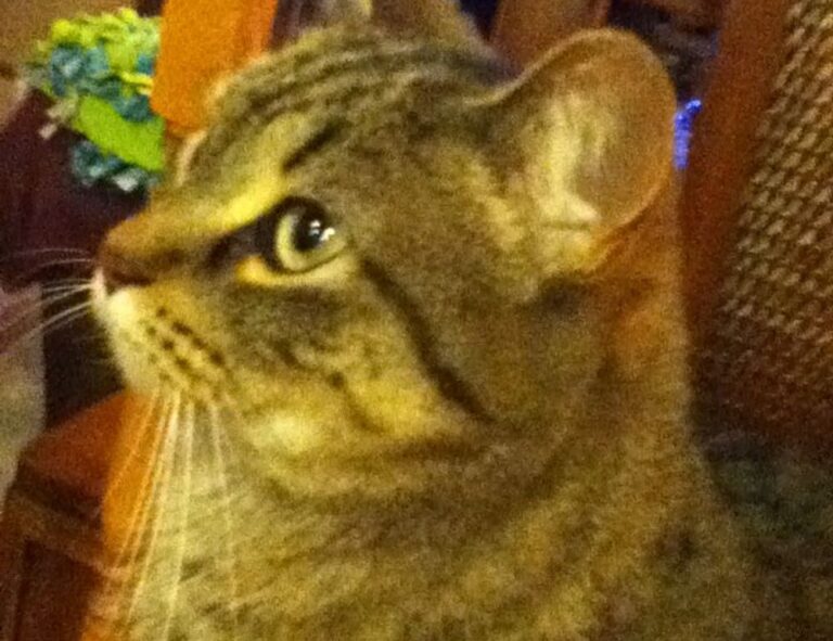 tgarchirvetech gaming