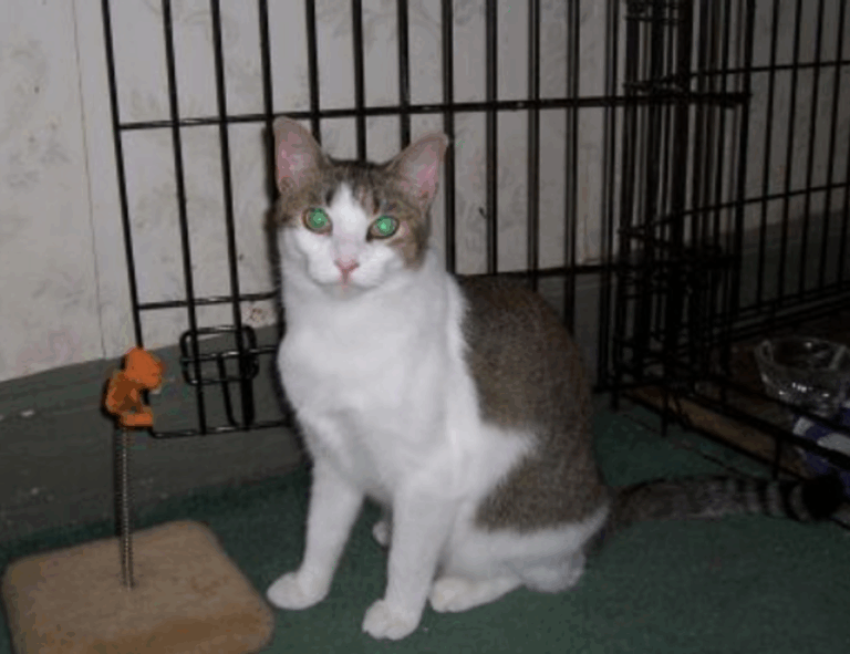 tgarchirvetech news by thegamingarchives