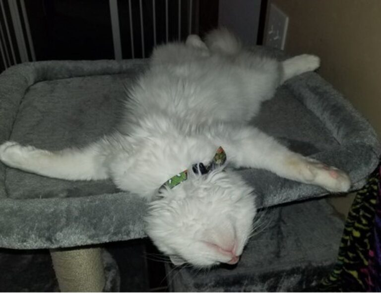 tgarchirvetech news thegamingarchives