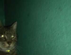 upgrade oxzep7 python