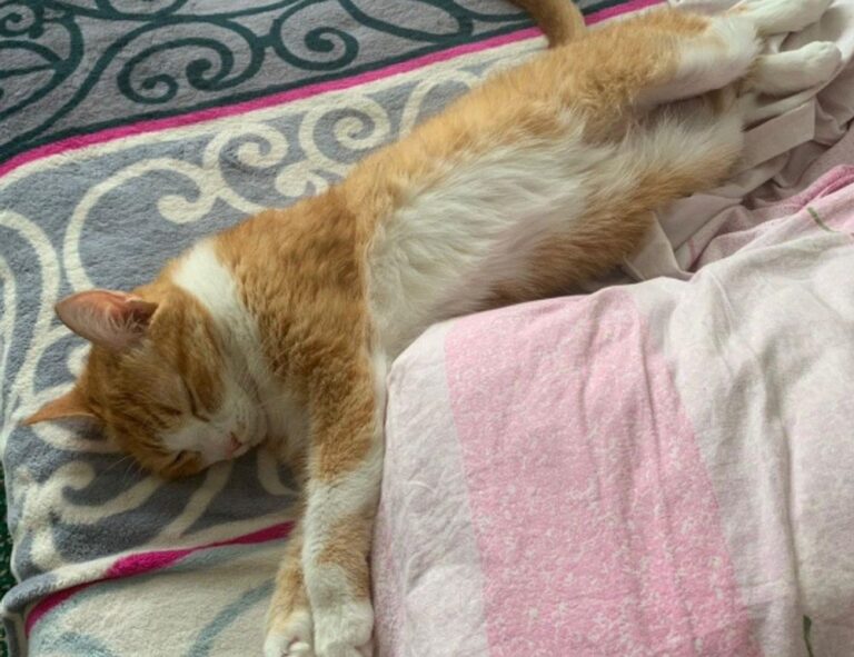 what is honzava5 online games