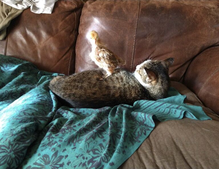 where to download ustudiobytes