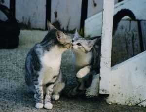 zenvekeypo4 software