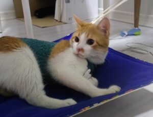 zopalno number flight