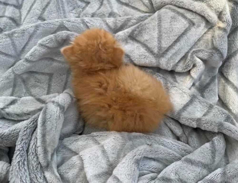 digitalrgsorg gaming world