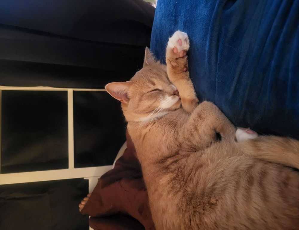 everything apple digitalrgsorg