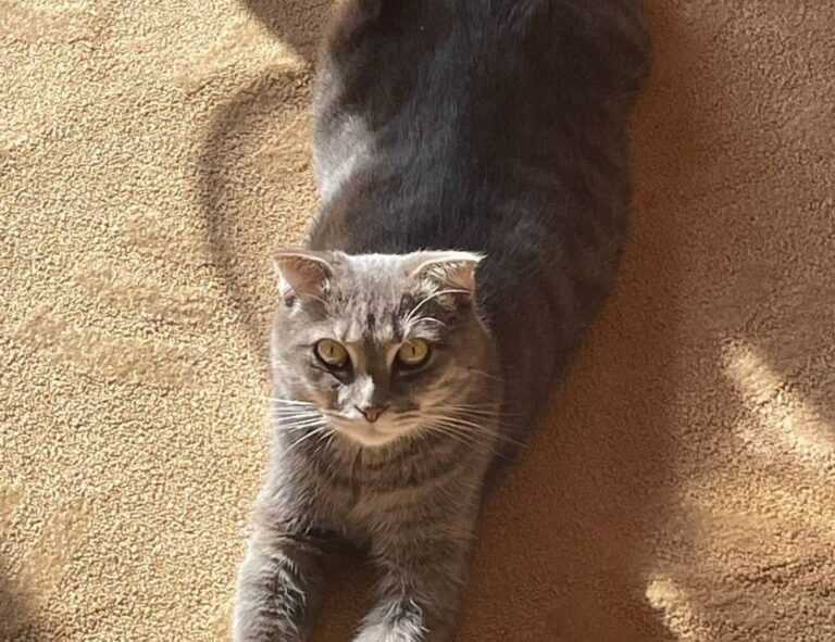 tech updates digitalrgsorg