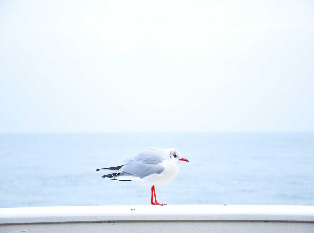 A Scientific Look: What Animal Could It Have Been?